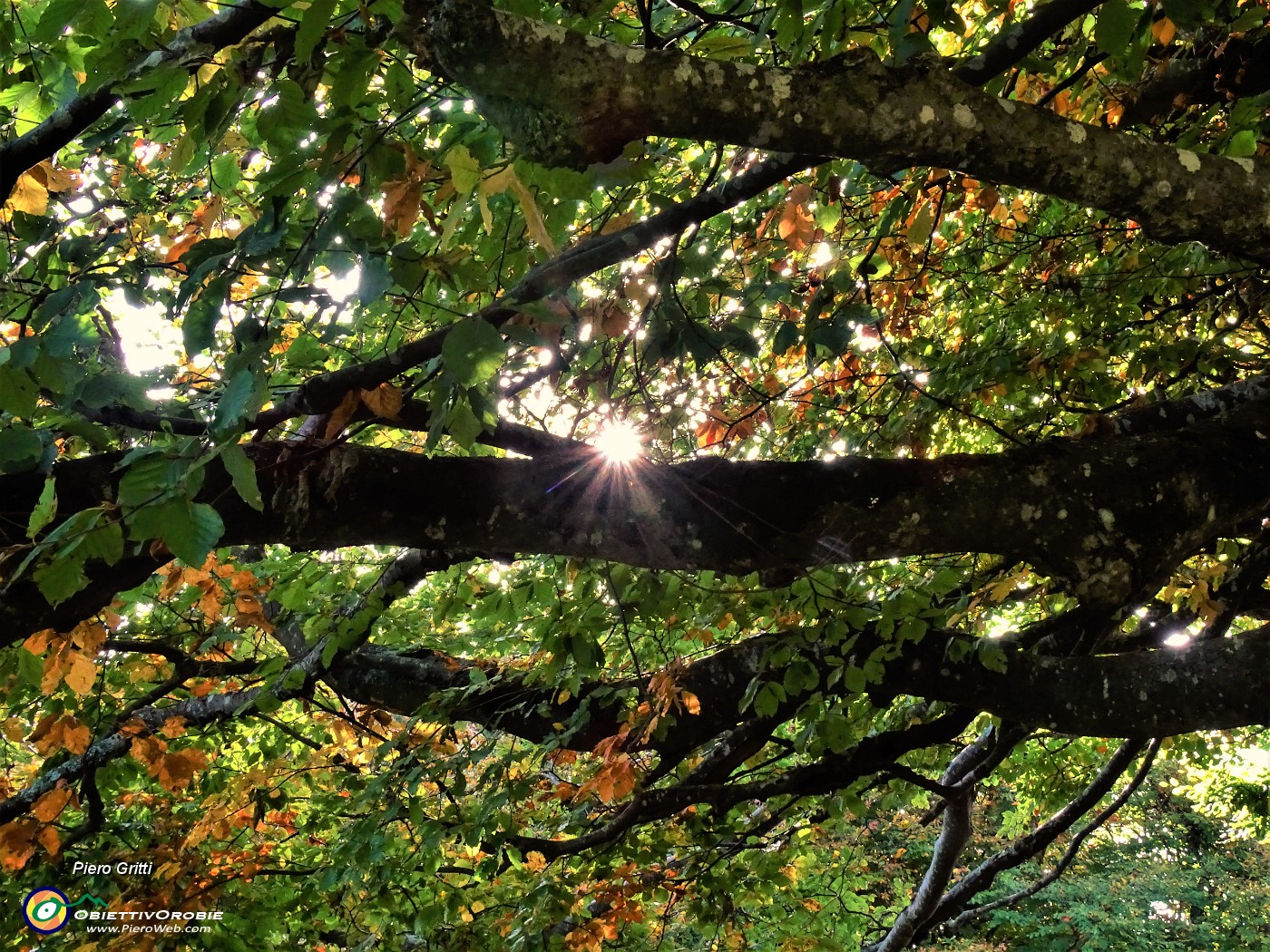 16 La stella del sole tra le foglie colorate d'autunno.JPG